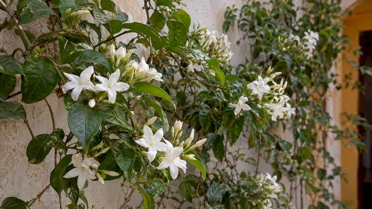 Flores blancas de jazmín creciendo en una planta trepadora